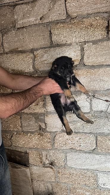 paroda it: Peyvəndli — 5
