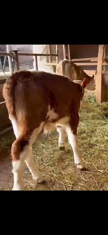 Pişiklər: Simental tipli buzovlar – ət və süd istiqamətli damazlıq potensialı — 10