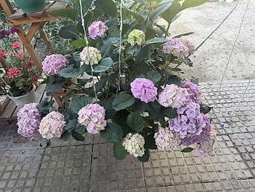 Çöl bitkiləri: Hortensiya (Hydrangea macrophylla) – qapalı/sahə üçün dekorativ dibçək — 1
