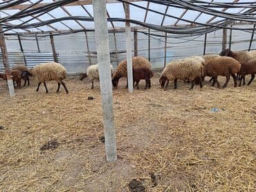 en ucuz uce: Dişi, Qala, il: 1, 50 kq, Damazlıq, Ünvandan götürmə — 3