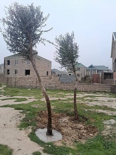 zeytun agaclari: Məhsul: Zeytun ağacları (2 ədəd) Təsvir: - Həyətyanı sahə, bağ və ya — 2