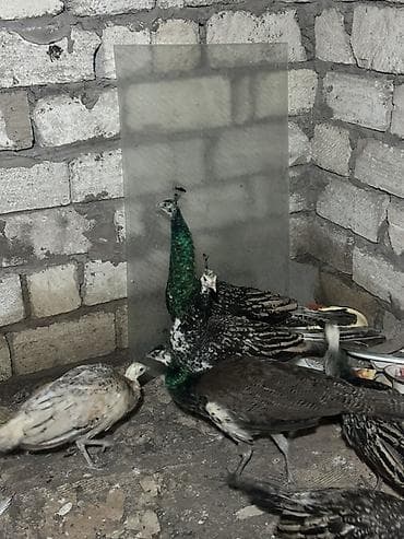 dekorativ quslar: Məhsul: Tovuz quşları qaraqanad ve hindistan Təsvir: Quşlar 8-11 — 4