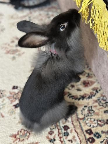 balaca heyvanlar: Dekorativ ev dovşanı və qəfəs dəsti - Cins: uzun tüklü dekorativ — 5