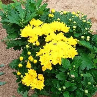 topdan gül satışı: Xrizantema payızgüllərinin topdan və pərakəndə satışı. Qiymətlər — 12