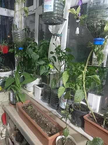 Букетные цветы: Məhsul: Ev şəraitində yetişdirilən qapalı və yarı-qapalı bitkilər — 4