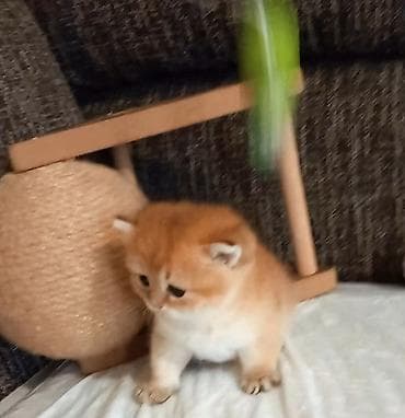 Quşlar: Qızıl şinşilla, Erkək, Yaxşı əllərə, Ünvandan götürmə — 5