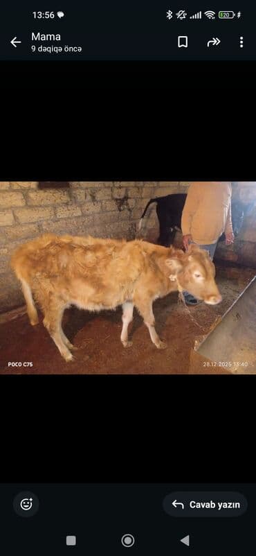 Camış: Satılır: 2 baş cavan mal-qara - Qara rəngli dana – ağ corablı, boyu — 2