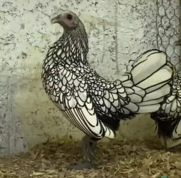 cücə və xoruz: Salam Ayam cemani,,. argenal.yumurtasi,cucesi.colpasi,,xoruzu.toyugu — 20