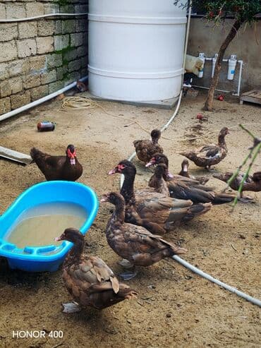 dana qiyməti siyəzən: Salam Aleykum Gördüyüvüz Krasnadarların (qırmızı öküz) hamısıni — 1