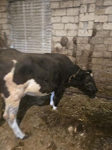 ucuz ev itleri: Satılır: Qara bala (dana) - Növ: iri buynuzlu heyvan, qara rəngli — 5