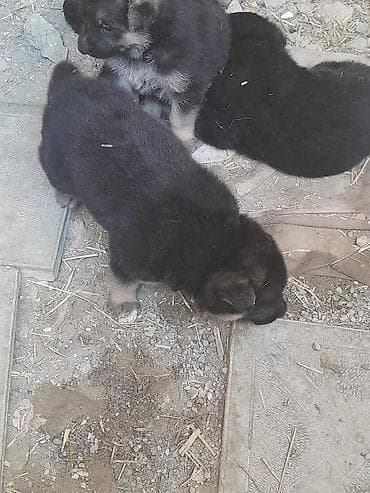 it xaski: Alman çoban iti — 5