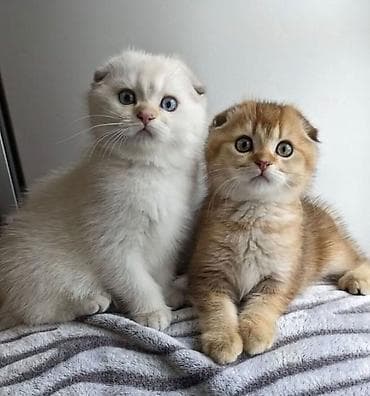 pisik hekimi: Tabbi, Dişi, Erkək, Yaxşı əllərə, Ödənişli çatdırılma, Ünvandan götürmə — 3