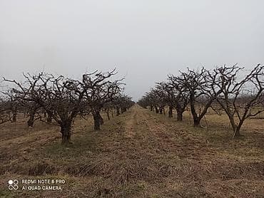 meyvə qurusu: Səndlə 90 sot ümumi sahəsi bir hektar gibrid bağı. Asvalt yola yaxın — 6