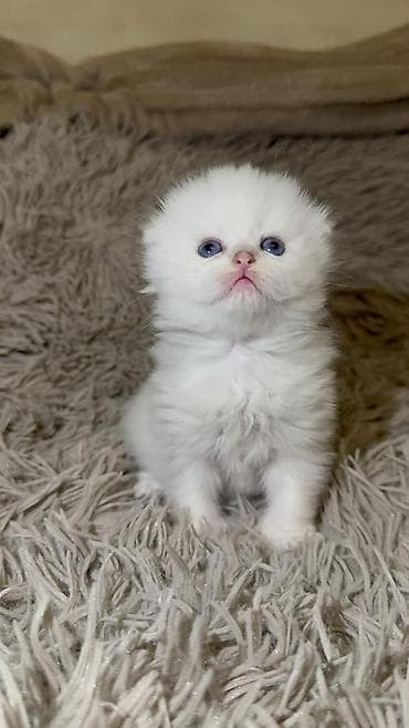 Ağ, uzun tüklü balaca pişik balası - Xüsusiyyətlər: - Tamamilə ağ