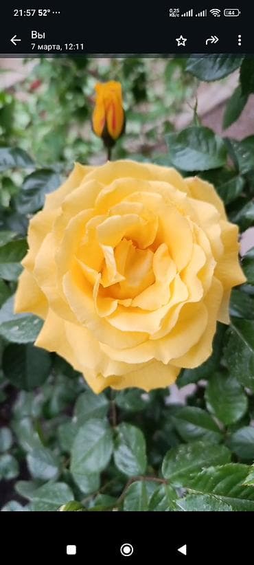 orxideya gul: Sarmawig qizil gull sari reng.bag ve bostan,heyat yani seheler ucun — 2