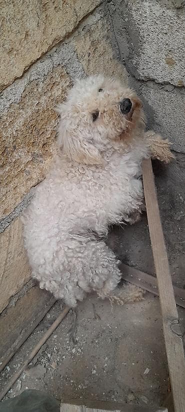 Bişon Frize