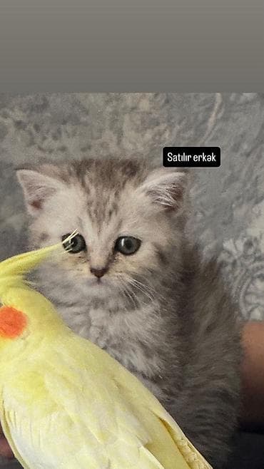 pişik elanları: Erkək — 2
