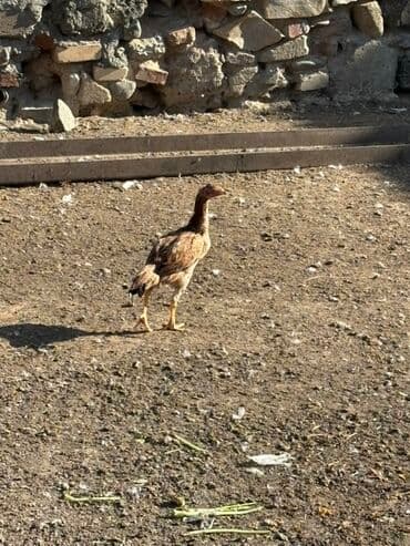 ingilis setteri it cinsi: Xüsusi cins toyuq/xoruz - Uzun boylu, güclü ayaqlı, incə başlı və — 2