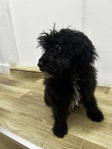 iller: Pudel, 5 ay, Erkek, Ünvandan götürmə, Ödənişli çatdırılma — 3