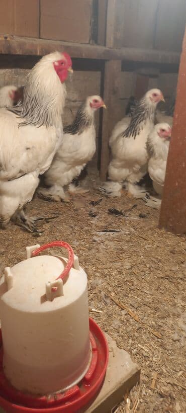 Qoyunlar, qoçlar: Toyuq, Brama, Damazlıq — 4