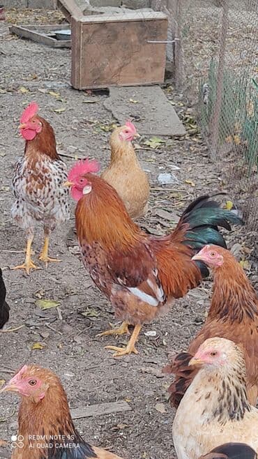 itlerin pulsuz verilmesi: Xoruzlar. xoruzlar satılır — 1