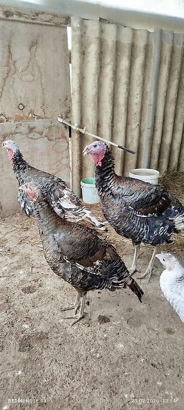 Heyvanlar üçün mallar: Erkək, Amerika, Damazlıq — 1