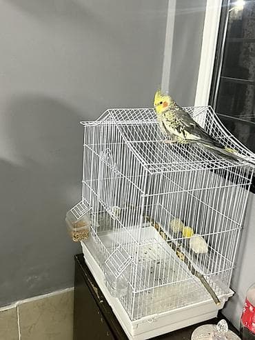 qus nömreleri: Nimfa (cockatiel) tutuquşu və qəfəs dəsti - Növ: Nimfa (cockatiel) - — 3