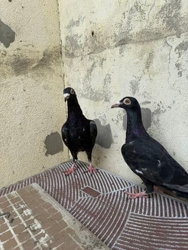 göyercin yuvasi: Salam Aleykum 4 drakondu 3 ü bala 1 erkey iri heyvanlardı qiymət — 4