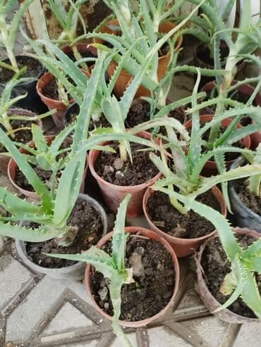 karşok azerbaycan dilinde: Aloye — 1