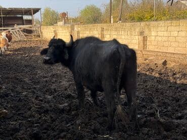 camış balası: Məhsul: Qaramal – camış (su bufalosu) Təsvir: - Qara rəngli, buynuzlu — 1