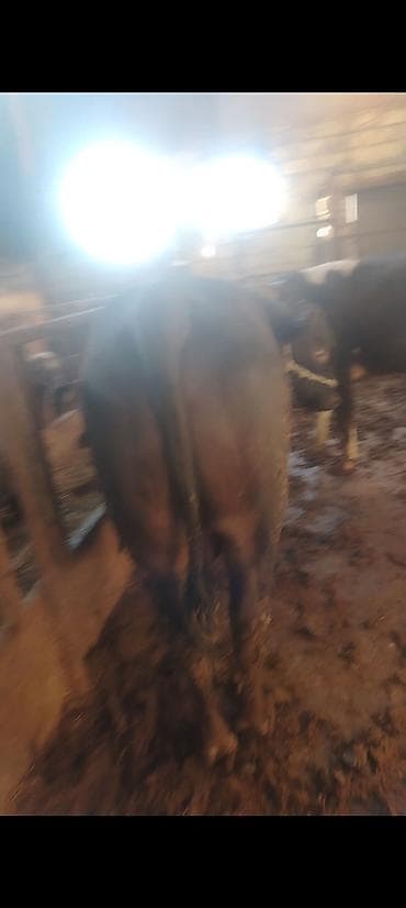 satdiq danalar: Salam aleykum kim isdese desin super kök 2 baş erkey danalarımız dı — 3