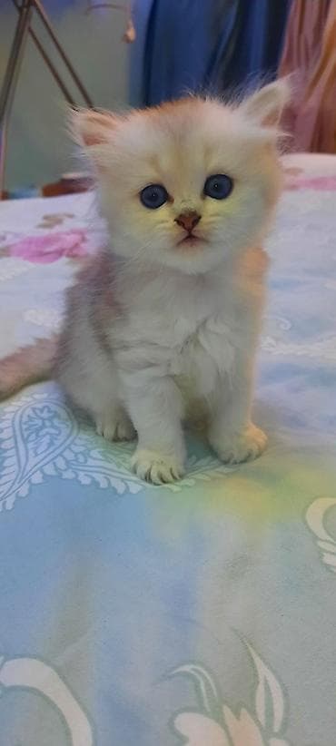 британская шиншилла: Шиншилла — 8