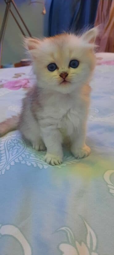 şotlan pişik: Şotland yastı qulaq, Erkək, Dişi, Yaxşı əllərə, Ünvandan götürmə, Pulsuz çatdırılma, Ödənişli çatdırılma — 61