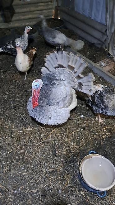 kənd cücəsi: Erkək, Damazlıq — 7