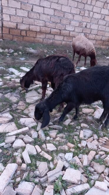alman afçarkası balası: Təmiz dişi cins hələb. sağlam aktiv heyvandilar. qiymət birinə aiddir — 3