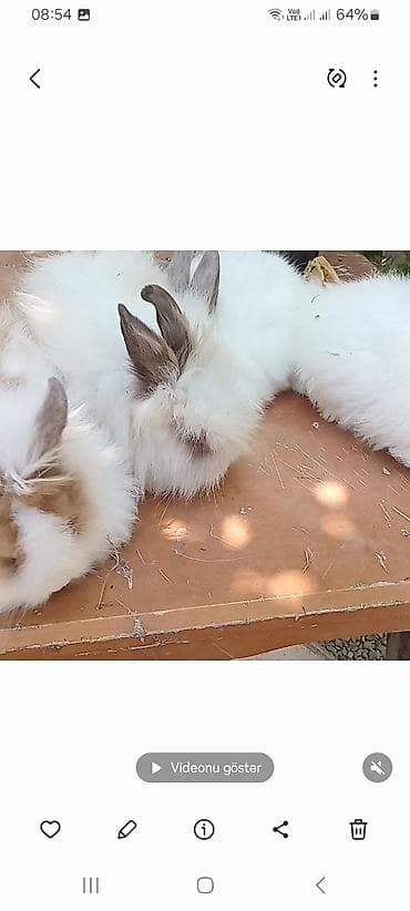 Atlar: Dekorativ dovşan balaları - Növ: dekorativ dovşan. bala. satılır — 7