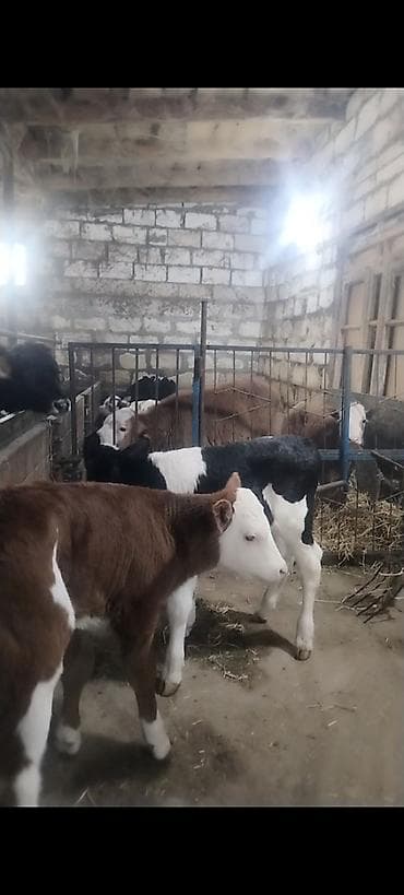 kok dana: Ünvan AĞDAM rayonu cins buzovlar Erkək Dişi qiymed Buzova gore deyiwir — 7