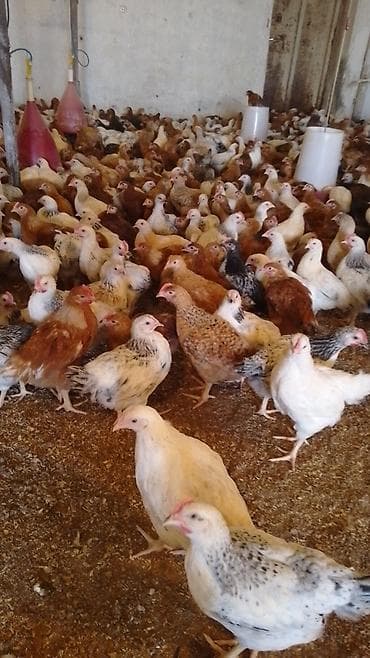 ataks toyuqları: Məhsul: Yerli toyuqlar (ət və yumurta istiqamətli xaçlar) Təsvir: - — 2