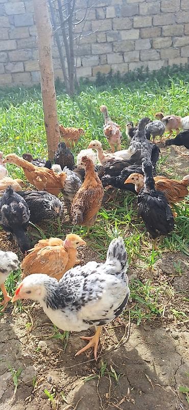 Kənd təsərrüfatı quşları: Toyuq cücələri, Damazlıq, Pulsuz çatdırılma — 6