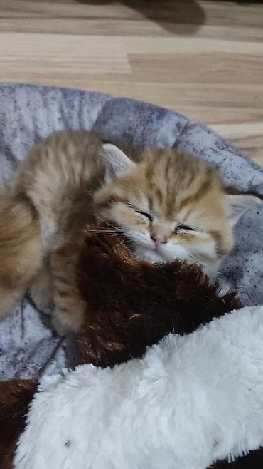 Gəmiricilər: Qızıl şinşilla, Erkək, Yaxşı əllərə, Ünvandan götürmə — 4