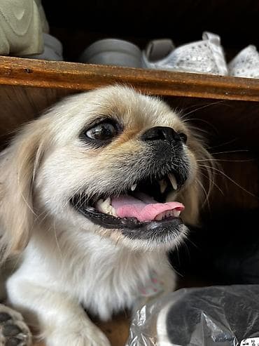 ev heyvan adlari: Pekines, 1 il, Dişi, Peyvəndli, Ödənişli çatdırılma, Rayonlara çatdırılma — 3