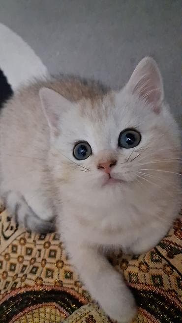 Собаки: Золотая шиншилла, Самка, В добрые руки, Платная доставка, Самовывоз — 4