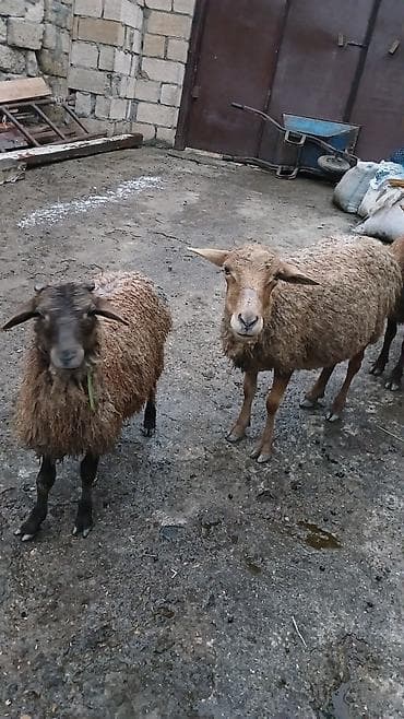 arpa qiyməti 2026: Dişi, il: 2, 25 kq, Ətlik, Ünvandan götürmə — 4