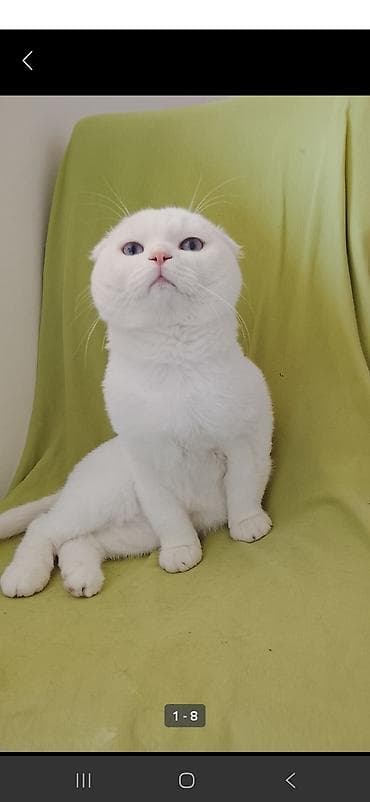 serebrist cuce satisi: Şotland yastı qulaq, Erkək, Cütləşmə üçün — 3