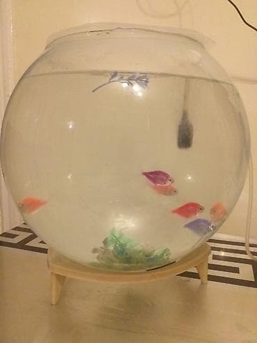 Şüşə akvarium .2 böyük verdə su tutur . 6 ədəd baliqlari . hava