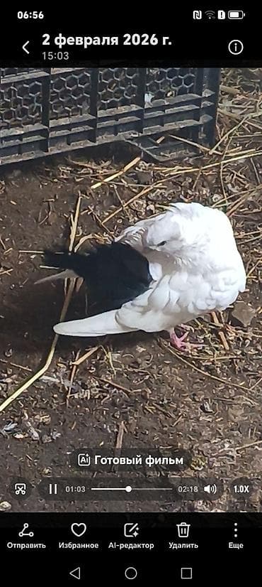 tetra quşu: Məhsul:Salam damazlıq sağlam bala verən quslarimdir, erkey oynaq göy — 9