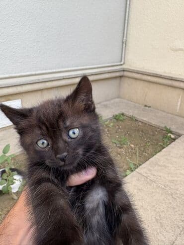 домашние котята добрые руки: Yaxşı əllərə — 3