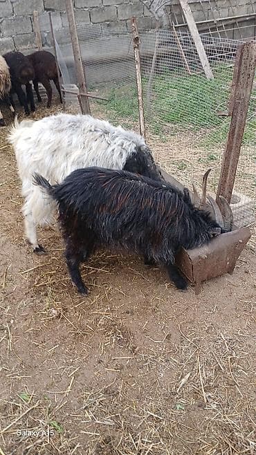 Qoyun ile barterde maraglidi.14 eded keci satilir.4 erkek 10