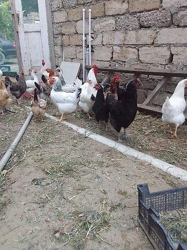 Müxtəlif rənglərdə və ölçülərdə olan toyuq sürüsü təklif olunur. Bu — 2