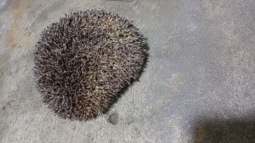 купить домик для кота: Məhsul: Kirpi (canlı) Təsvir: - Şəkildə gördüyünüz canlı kirpi, sıx — 1